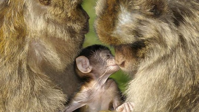 Bébé Magot de la forêt des singes à Rocamadour